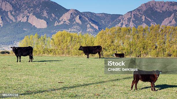 牛の前にflatirons の巨 - 2匹のストックフォトや画像を多数ご用意 - 2匹, なだらかな起伏のある地形, ウシ