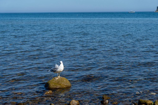 Seagulls  at the beach in a sunny day. One of them is eating garbage. There sea contains a large variety of tonalities of blue. The sky is also blue. It's a sunny day.