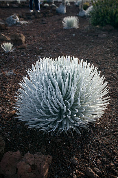 plantas en peligro de extinción silversword en monte haleakala cráter de hawai - haleakala silversword fotografías e imágenes de stock