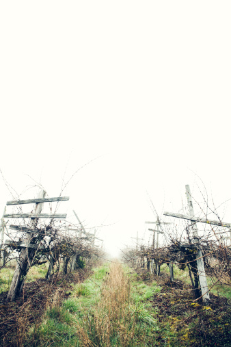 Rows of old gnarled grape vines grow on worn weather bleached trellises in an untended neglected field inRoseburg, Oregon.  Wide angle vertical shot with copy space.