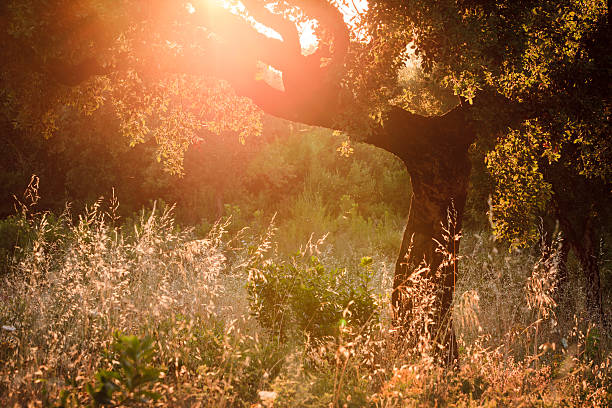 chêne contre le soleil du soir - autumn oak tree sun photos et images de collection
