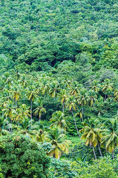 istock Forest of Saint Lucia 185220634