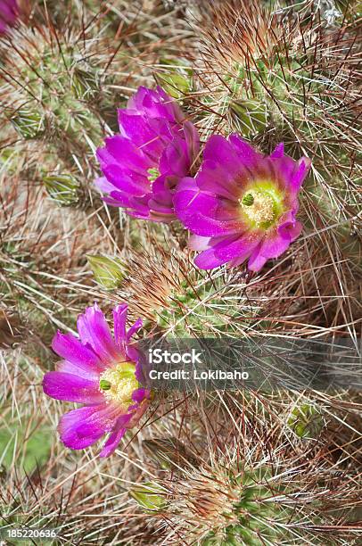 Photo libre de droit de Blooming Cactus Hérisson banque d'images et plus d'images libres de droit de Arizona - Arizona, Beauté de la nature, Cactus