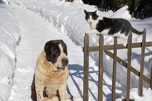 Furry friends big asian shepherd dog and domestic cat together on snow in the yard next to the wooden fence. Animal friendship in winter time, close-up shot