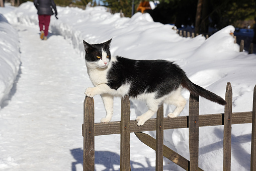 Domestic cat on the wooden fence, idyllic winter season with snow and a house in the forest, close-up shot