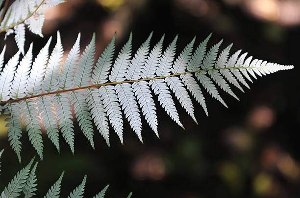 fougère argentée - silver fern photos et images de collection