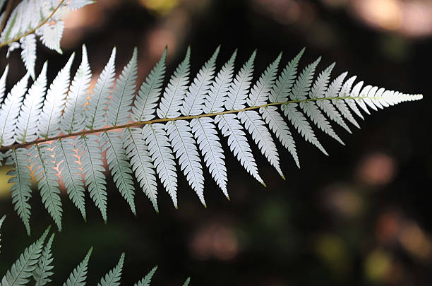 silver Fern A silver Fern frond (Cyathea dealbata) - National emblem of New Zealand  new zealand silver fern stock pictures, royalty-free photos & images