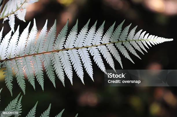 Foto de Silver Samambaia e mais fotos de stock de Nova Zelândia - Nova Zelândia, Samambaia - Flora, Wellington - Região de Wellington