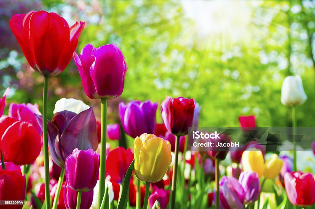 Coloridos tulipanes - Foto de stock de Tulipán libre de derechos