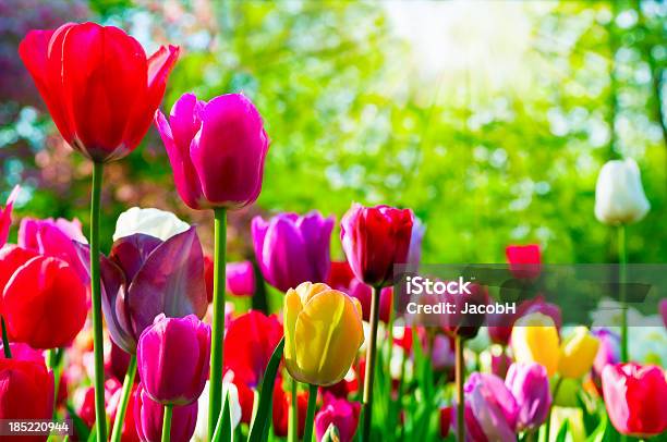 Coloridos Tulipanes Foto de stock y más banco de imágenes de Tulipán - Tulipán, Aire libre, Amarillo - Color