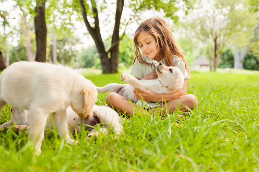 Cute little Girl playing with dogs in the park. Horizontal Shot.  Please checkout our lightboxes for more images