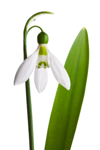 Two white Snowdrops isolated on white background.
