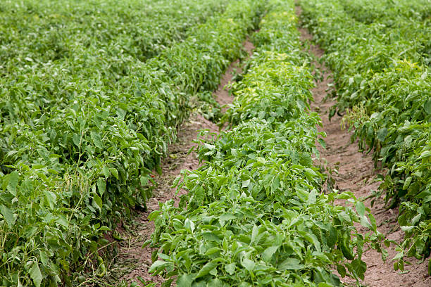 Rows of Chile in Field near Hatch, New Mexico, USA "Chile Field near Hatch, NM." anaheim pepper photos stock pictures, royalty-free photos & images