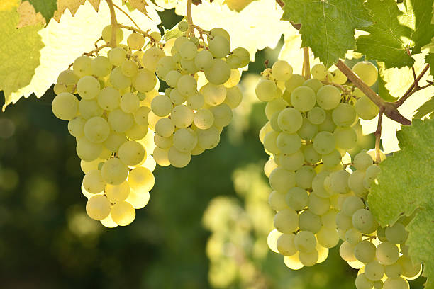 Blanco uvas - foto de stock