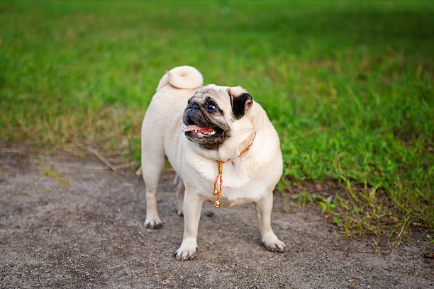 istock Little smiling pug standing on sidewalk in summer park 185221370