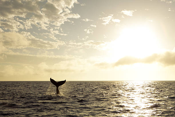 A humpback whale plays in the golden sunset light.