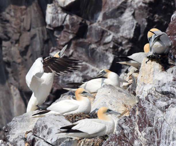 istock Northern gannet (Morus bassanus) stretching and flapping its wings 1852217334
