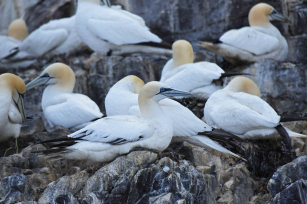 istock Northern gannet (Morus bassanus) resting on a rock 1852217340