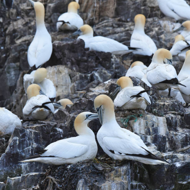 istock Courtship display of pair of Northern gannets (Morus bassanus) 1852217420