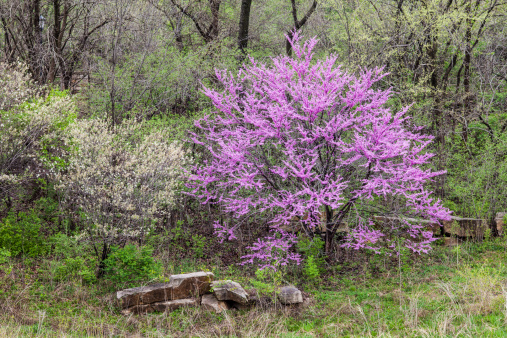 Eastern Redbud explodes from the forest in fabulous pink.