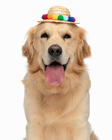 cute labrador retriever dog with tassels hat sticking out tongue and looking forward while looking forward in front of white background