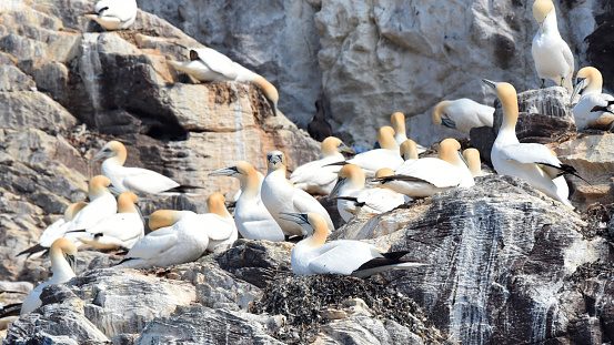 The largest colony of Northern Gannets consists of around 75 000 pairs and is found in the Scottish island of Bass Rock. Other large colonies with between 15 000 and 60 000 pairs are found at St Kilda, and Ailsa Craig (Scotland), Grassholm Island (Wales), Bonaventure Island (Canada) Little Skellig (Ireland), and Eldey Island (Iceland).