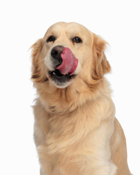 adorable labrador retriever dog looking forward and licking nose adorable labrador retriever dog looking forward and licking nose while sitting in front of white background licking nose stock pictures, royalty-free photos & images