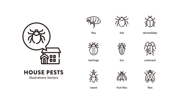 schädlinge im haus - bedbug insect beetle temperate bedbug stock-grafiken, -clipart, -cartoons und -symbole