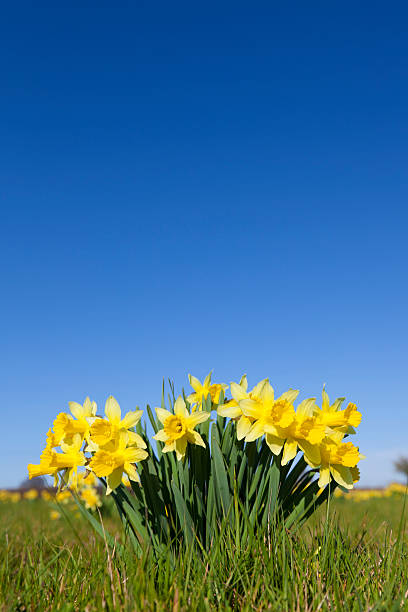 anglais wild jonquilles contre un ciel bleu - spring daffodil flower sky photos et images de collection