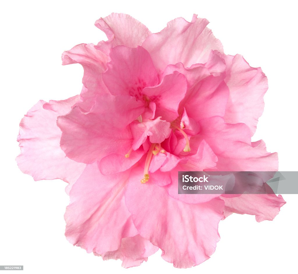 Azalea. Pink flower on a white background. Flower Stock Photo