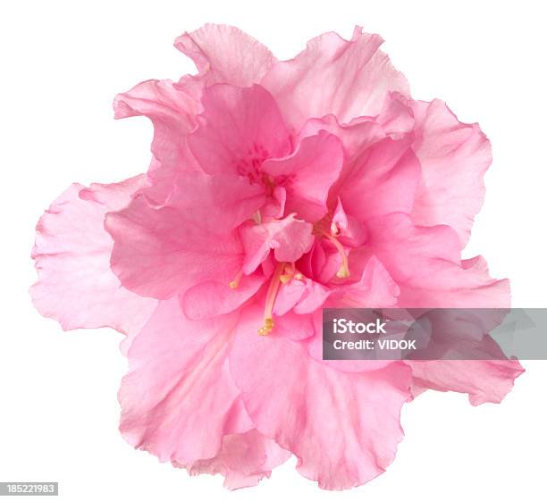 Azalea Stock Photo - Download Image Now - Flower, Pink Color, Cut Out