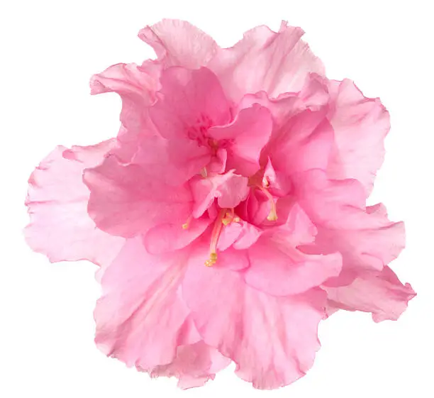 Pink flower on a white background.