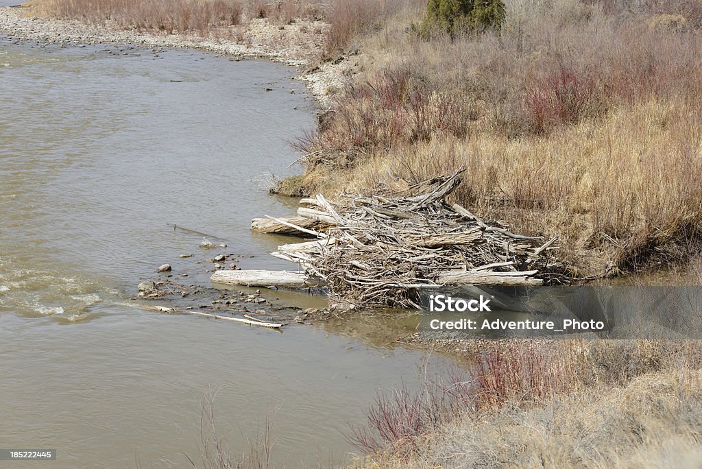 Diga del castoro e il River - Foto stock royalty-free di Acqua