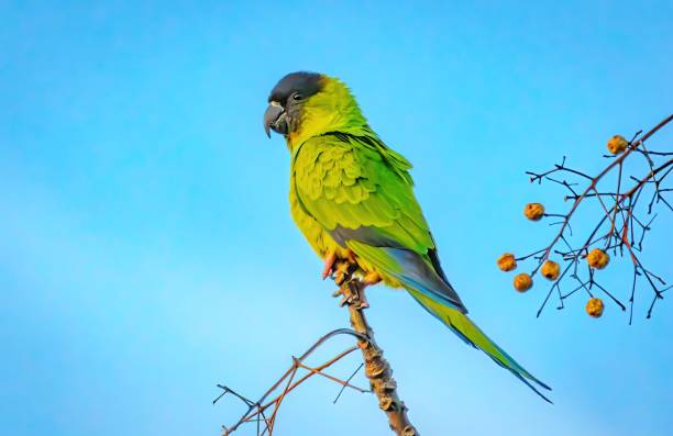 istock Florida Birding and Hiking 1852225299