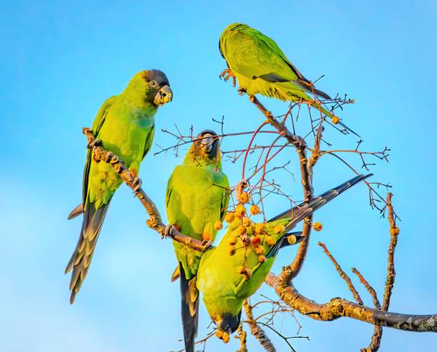istock Florida Birding and Hiking 1852225316