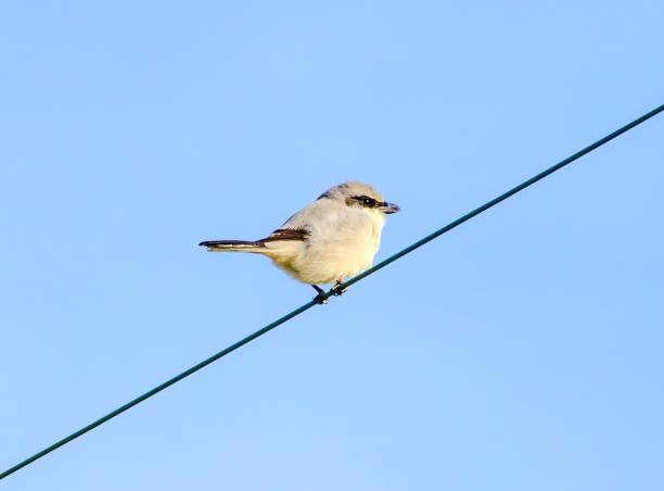istock Florida Birding and Hiking 1852225954