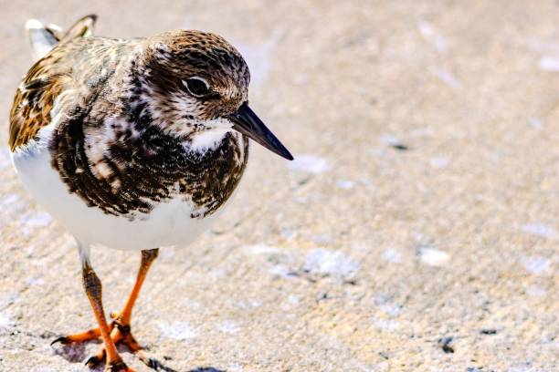 istock Florida Birding and Hiking 1852226505