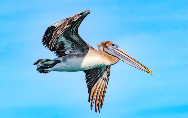 istock Florida Birding and Hiking 1852226532