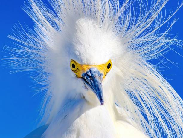 istock Florida Birding and Hiking 1852226574