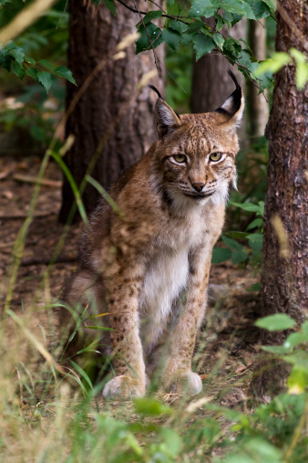 A picture of a lynx mom with her cubs