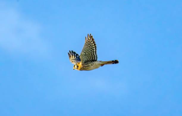 istock Florida Birding and Hiking 1852227196