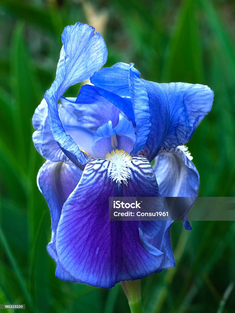 Wild Orquídea - Foto de stock de Aire libre libre de derechos