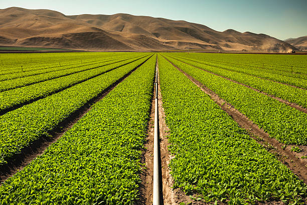 урожай grow на плодородной сельскохозяйственных земель - salinas стоковые фото и изображения