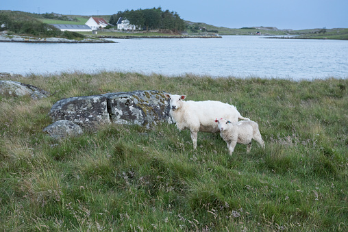 Two sheep (mother an her lamb) in coastal landscape in Norwegian fjord on an afternoon in summer. Herds of sheep usually grazes in these areas.
