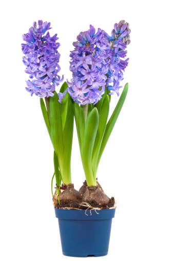 red and blue hyacinths blooming in a garden