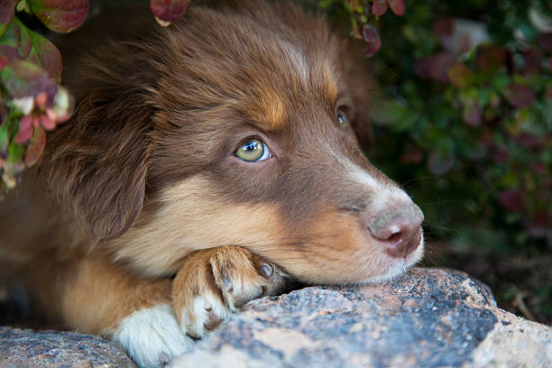Australian shepherd puppy stock photo