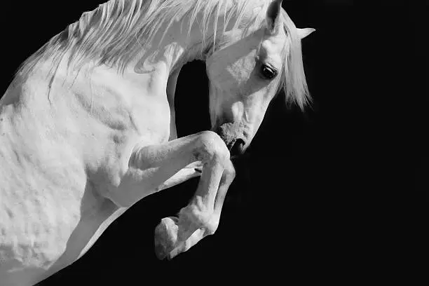 A white Andalusian stallion in the sun against a black background.Selective focus and some motion blur and grain.Please see similar pictures from my portfolio: