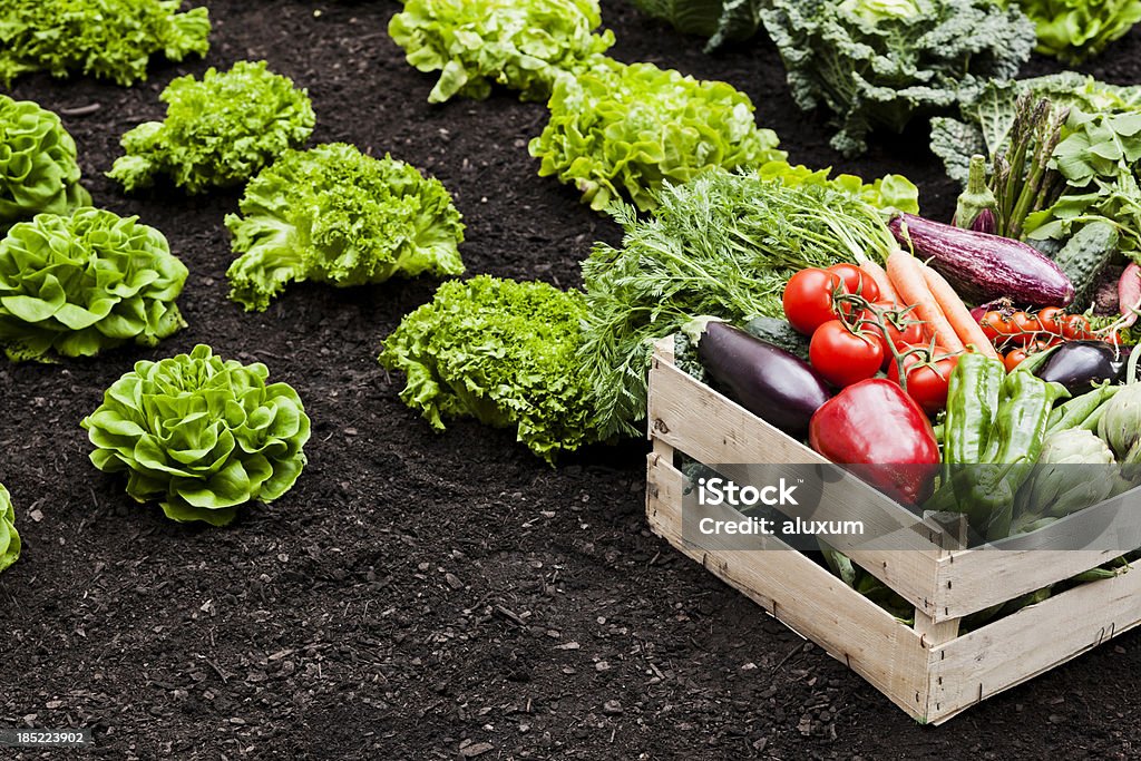 Agriculture Vegetables cultivation Vegetable Garden Stock Photo