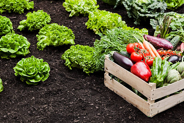 Agriculture Vegetables cultivation vegetable garden stock pictures, royalty-free photos & images