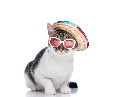 cute metis kitten wearing mexican sombrero and sunglasses while sitting in front of white background
